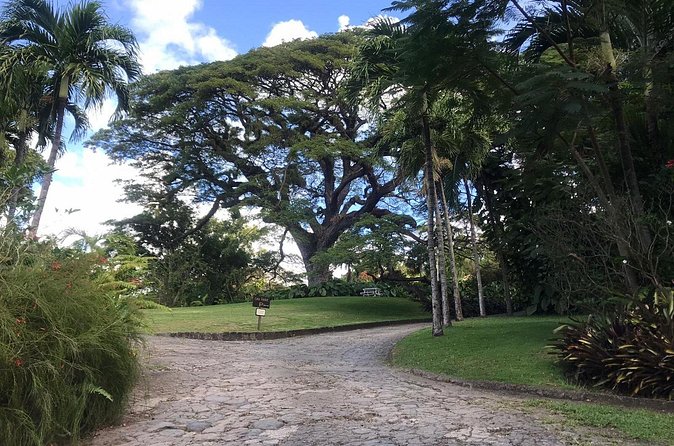 Basseterre Half Day Tour - Timing, Pace, and Cruise-Port Practicalities
