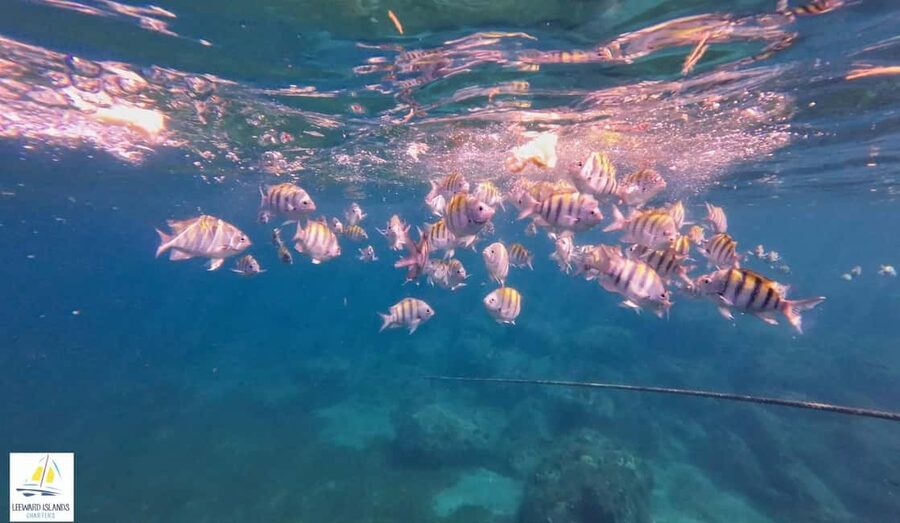 Basseterre: St Kitts 4-hour Catamaran Snorkel Cruise & Lunch - The catamaran atmosphere and crew service