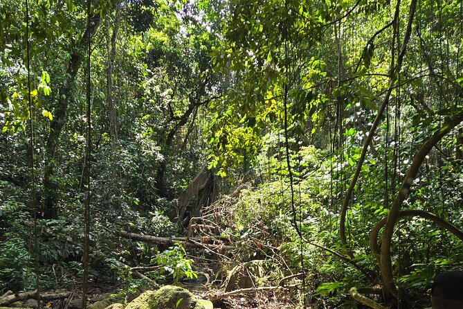 Half-Day St. Kitts Rainforest Hike - A rainforest hike with more personality than polish