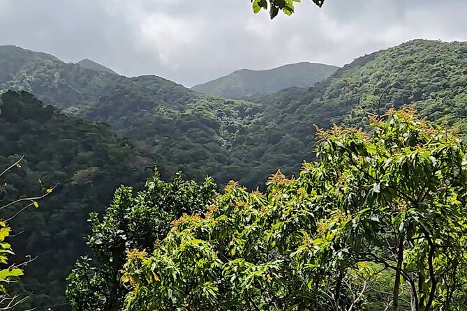 Half-Day St. Kitts Rainforest Hike - What the rainforest walk is really like
