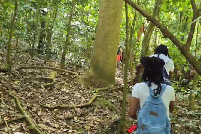 Half-Day St. Kitts Rainforest Hike - Snacks, water, and the half-day schedule