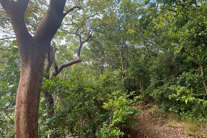 Hike St Kitts: Wingfield Rainforest and Romney Experience - The uphill walk and the 1,100-foot view