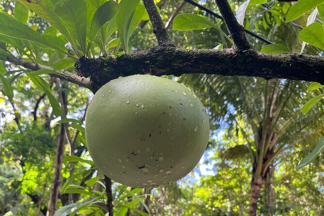Hike St Kitts: Wingfield Rainforest and Romney Experience - Wingfield Estate and the old sugar story