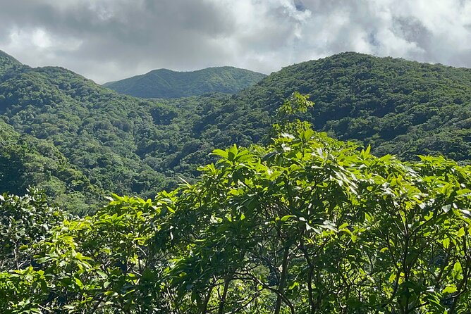 Hike St Kitts: Wingfield Rainforest and Romney Experience - How demanding is the hike?