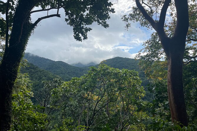 Hike St Kitts: Wingfield Rainforest and Romney Experience - Guides who turn a walk into a local lesson