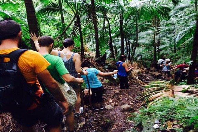Hiking Mount Liamuiga Volcano in St Kitts - Key points to know before you go