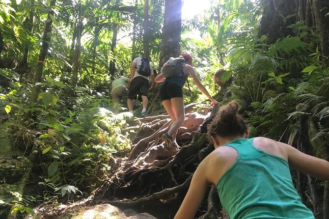 Hiking Mount Liamuiga Volcano in St Kitts - The descent is its own hike