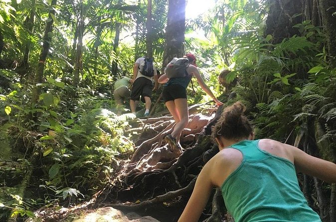 Hiking Mount Liamuiga Volcano in St Kitts - Who should book this mountain hike?