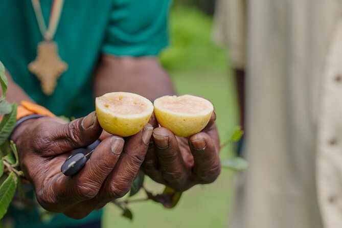Liamuiga Natural Farm Tour - St.Kitts' Coffee Farm - Walking trails and a slower pace