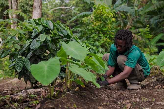 Liamuiga Natural Farm Tour - St.Kitts' Coffee Farm - Who will enjoy this most?