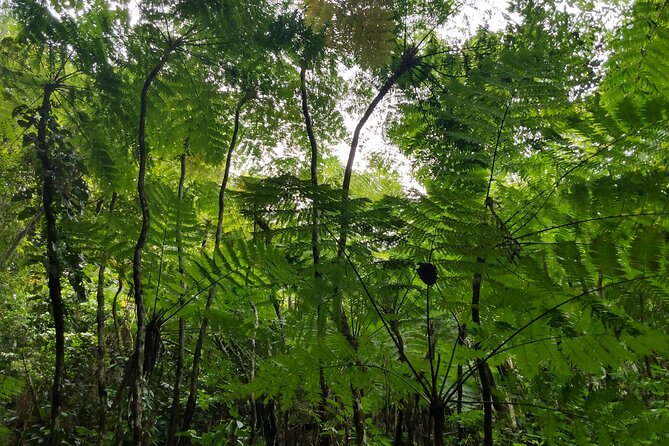 Mindfulness Rainforest Hike, Forest Bathing, Volcanic Hot Springs - What the $175 price gets you