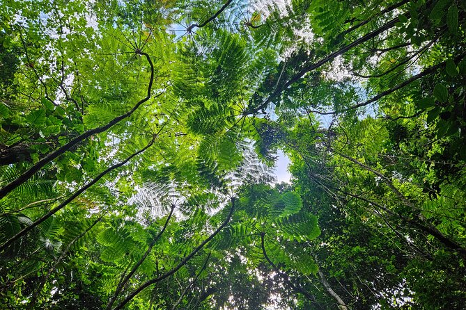 Mindfulness Rainforest Hike, Forest Bathing, Volcanic Hot Springs - Booking timing and cancellation rules