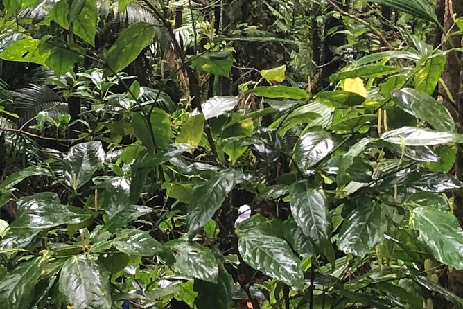 Mount Liamuiga Volcano Tours - The Crater and the Payoff