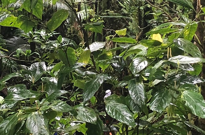 Mount Liamuiga Volcano Tours - Who Should Book Mount Liamuiga?