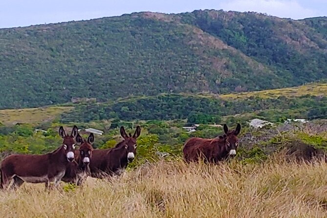 Nevis Historical Walking Tour - Ending at the Museum of Nevis History