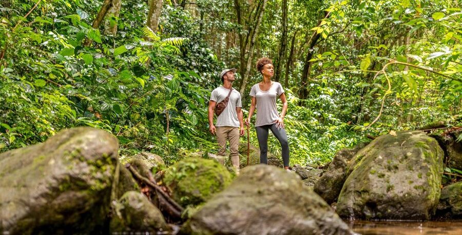 Rainforest Adventure - Along the Wingfield River