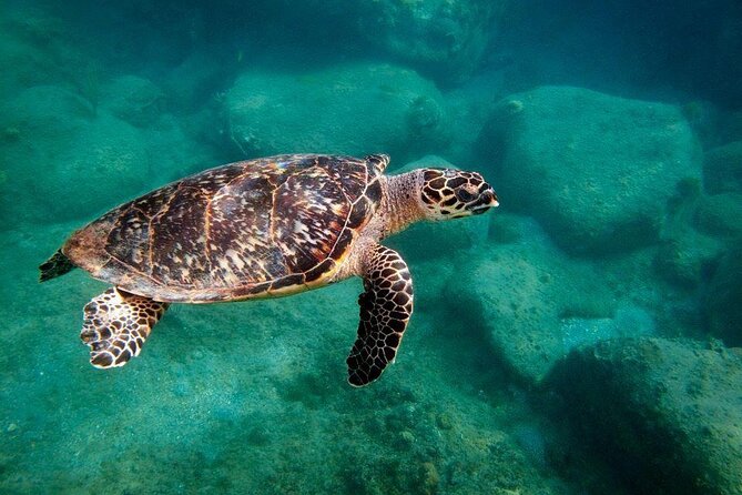 Snorkel Lunch & Lounge: Bluewater or Snorkel and Lunch: Leeward - Key points to know before you book