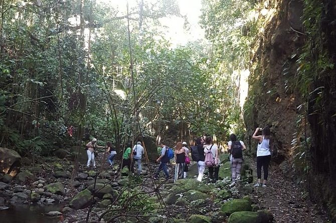 St. Kitts Half-Day Rainforest Tour - Wingfield Estate and the gateway to the forest
