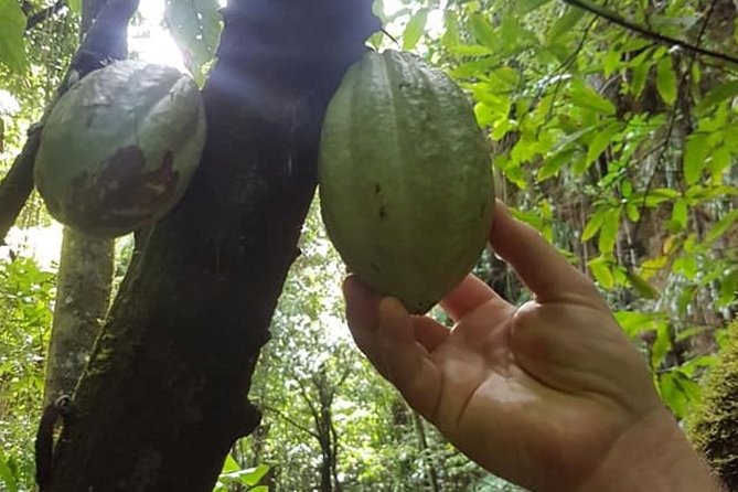 St. Kitts Half-Day Rainforest Tour - Walking the Peter Manning Trail