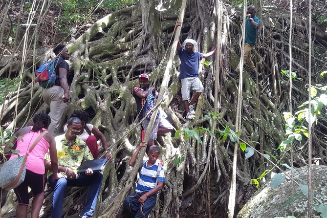 St. Kitts Half-Day Rainforest Tour - Snacks, guava juice, and what is not included