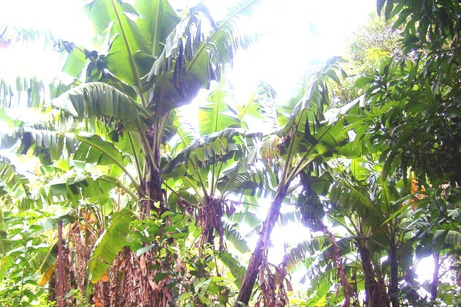 St. Kitts Half-Day Rainforest Tour - Timing, pickup, and practical planning