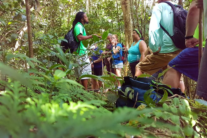St. Kitts Half-Day Rainforest Tour - Carib petroglyphs along the route