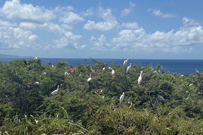 St. Kitts No Hustle No Hassle Private Tour with Don - What the $390 Group Price Really Buys