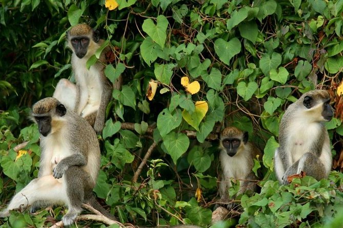 St Kitts Rainforest Tour - Key points to know before you book
