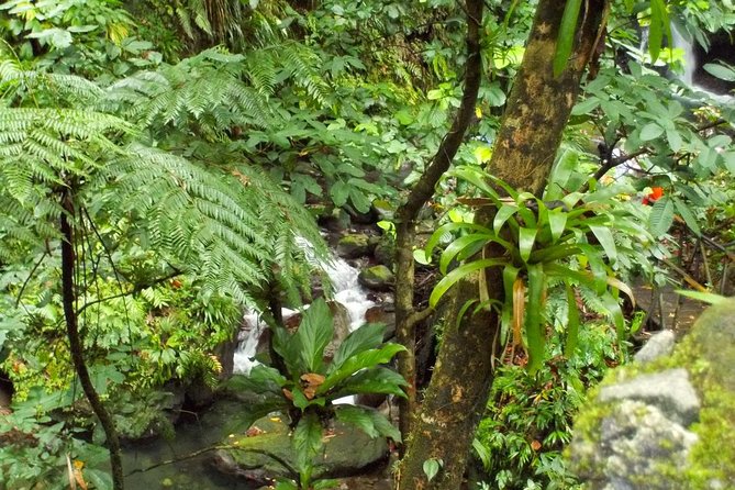 St Kitts Rainforest Tour - A short rainforest outing from Basseterre