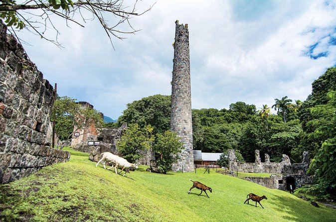 St Kitts Rainforest Tour - Plants with stories and practical uses