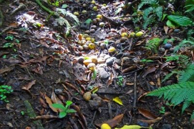 St Kitts Rainforest Tour