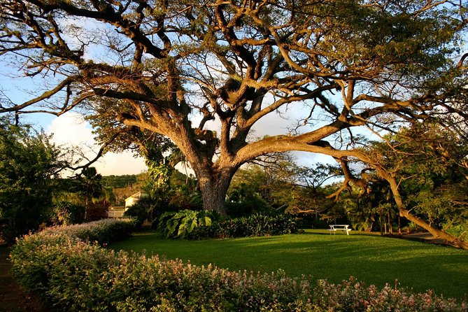 St Kitts Rainforest Tour - Transport from the port or your hotel