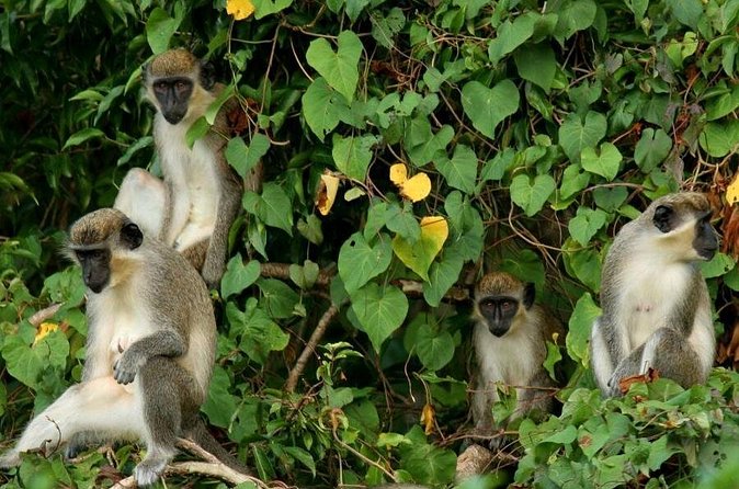 St Kitts Rainforest Tour - What the $92.31 price buys you