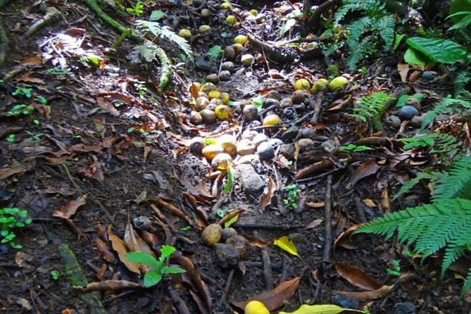 St. Kitts Rainforest Tour - Why the plants make this more than a nature walk