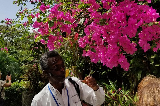 The Grand Tour of St. Kitts - Romney Manor and Caribelle Batik
