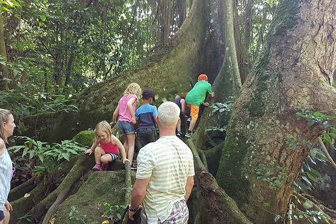 Tropical Rain Forest Explorer Hike In St. Kitts - Who should book this St. Kitts hike?