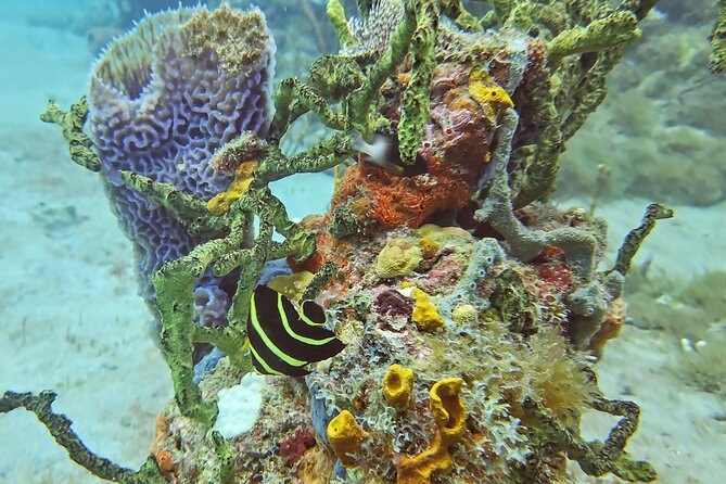 VIP Private Guided Scuba Diving/Snorkeling Excursion - Food, drinks, and the practical boat details