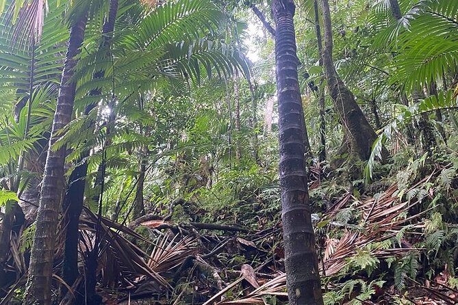 Wingfield Rainforest Adventure Hike and Caribelle Batik stop - Who will enjoy this outing most?